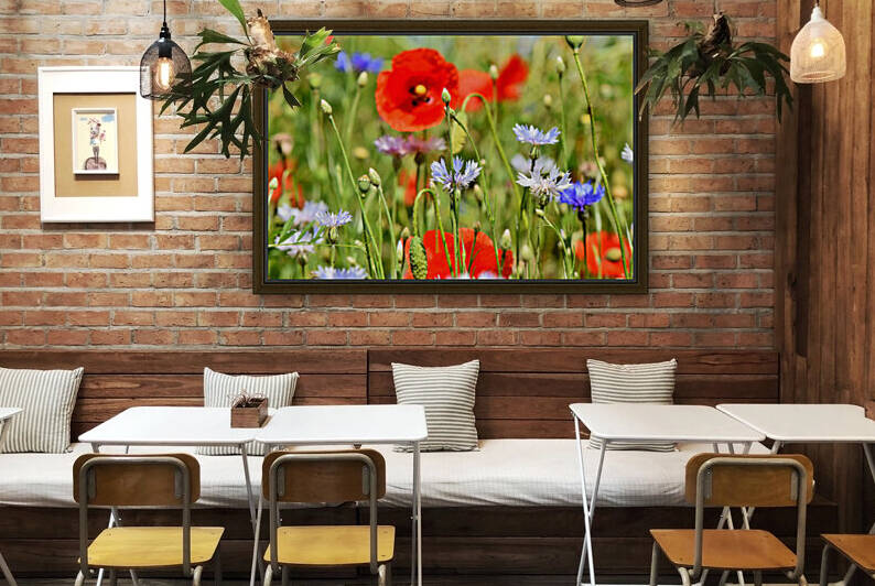 alpine cornflower  cornflowers  flowers  centaurea montana  field of flowers  poppy  composites  flora  wild plant  plant  flower garden  wild flower  garden  flower meadow  petal  meadow  nature  by Ned Bezou