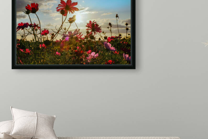 cosmea  flowers  bloom  evening sun  backlighting  shining  field of flowers  cosmos  cosmea bipinnata  pink  red  plant  ornamental plant  composites  asteraceae  ornamental flower  schnittblume  by Ned Bezou
