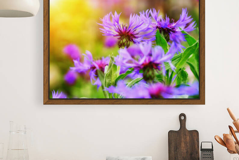 knapweed  aster  composites  cyanus montanus  centaurea montana  cyanus  flowering  asteraceae  cornflower  aster like  flower  blossom  bloom  by Ned Bezou