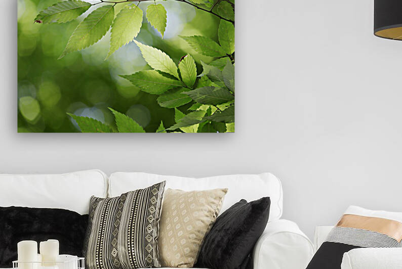 Leaves Tree Plant Reproduction