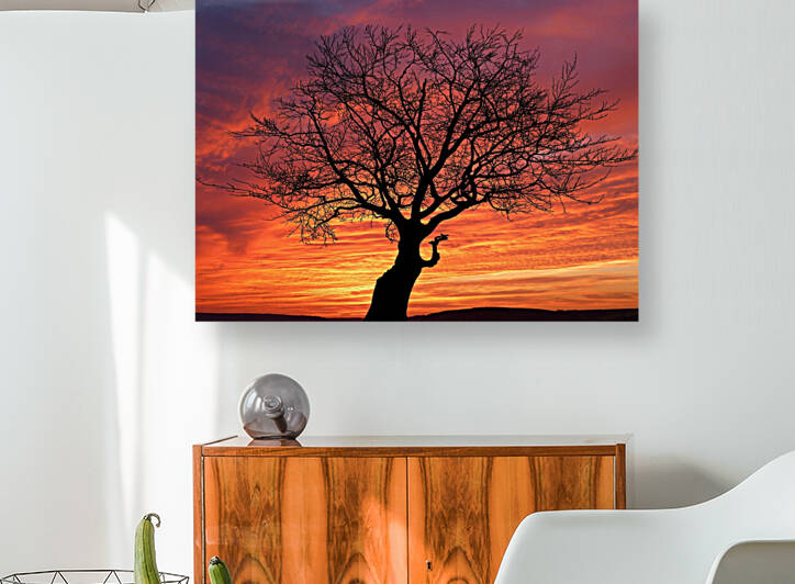 Sunset Tree Nature night Reproduction