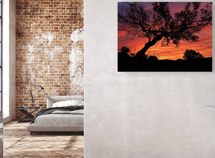 Sunset Tree Nature night  Reproduction