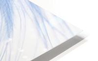 feather  blue  colored  slightly  HD Metal print