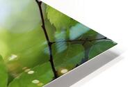 Leaves Tree Plant HD Metal print