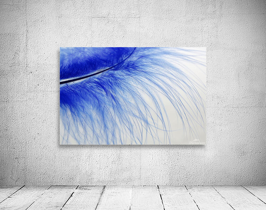 feather  blue  colored  slightly  Wall Preview
