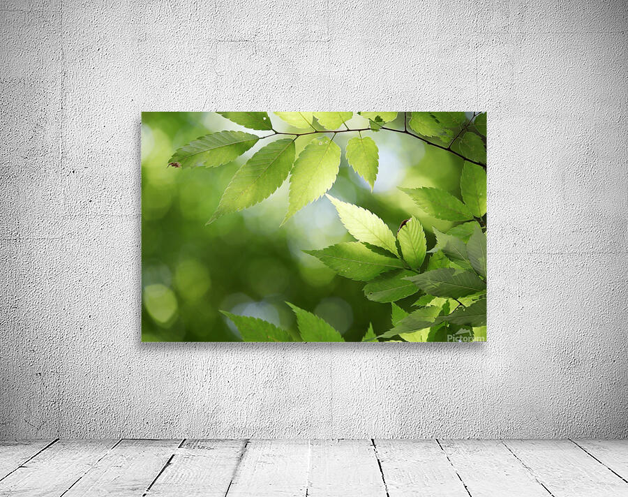 Leaves Tree Plant Wall Preview