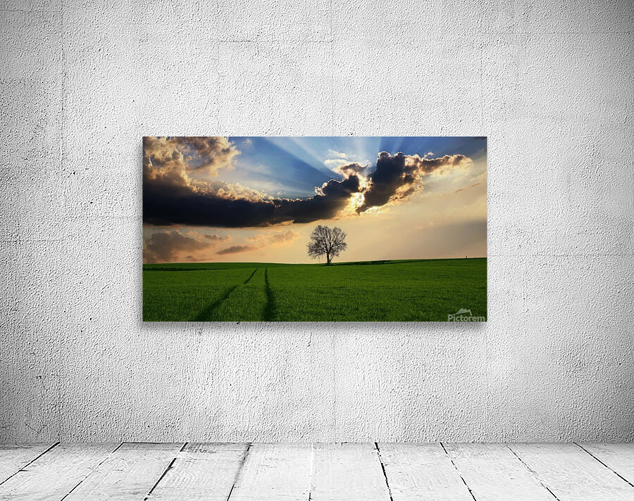 Tree Grass Fields nature landscape Wall Preview