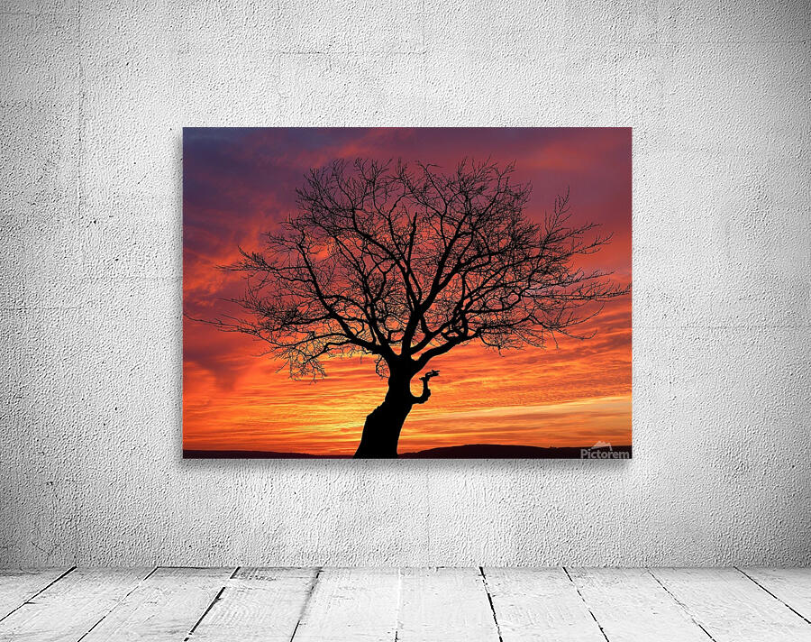 Sunset Tree Nature night Wall Preview