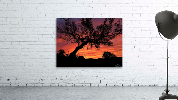 Sunset Tree Nature night  Wall Preview