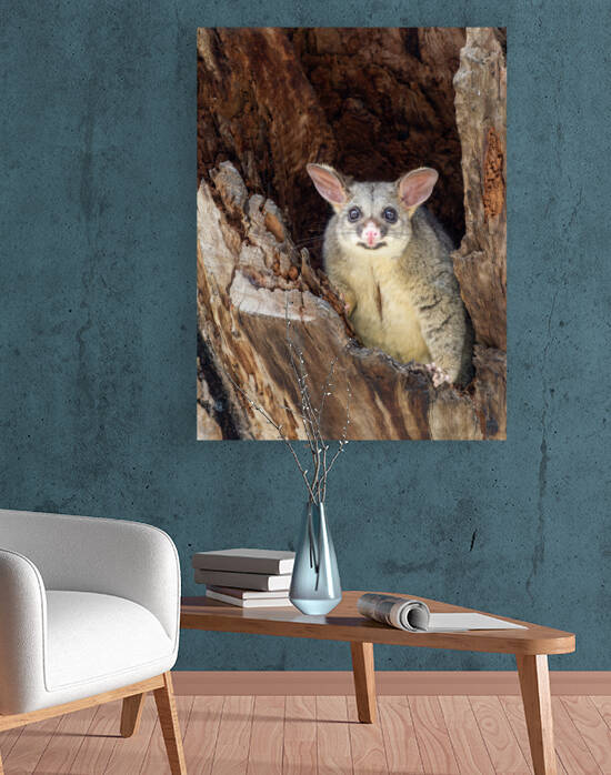 Brush-tailed Possum by Graham Gall Photography