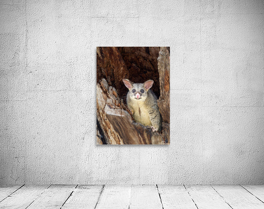 Brush-tailed Possum Wall Preview
