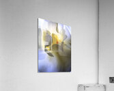 Pastel Rose Acrylic Print