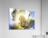 Rosa Illuminata Acrylic Print