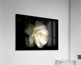 Tranquility Acrylic Print