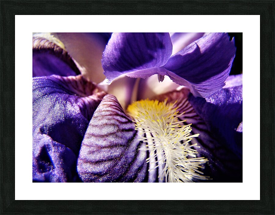 Iris Picture Frame print