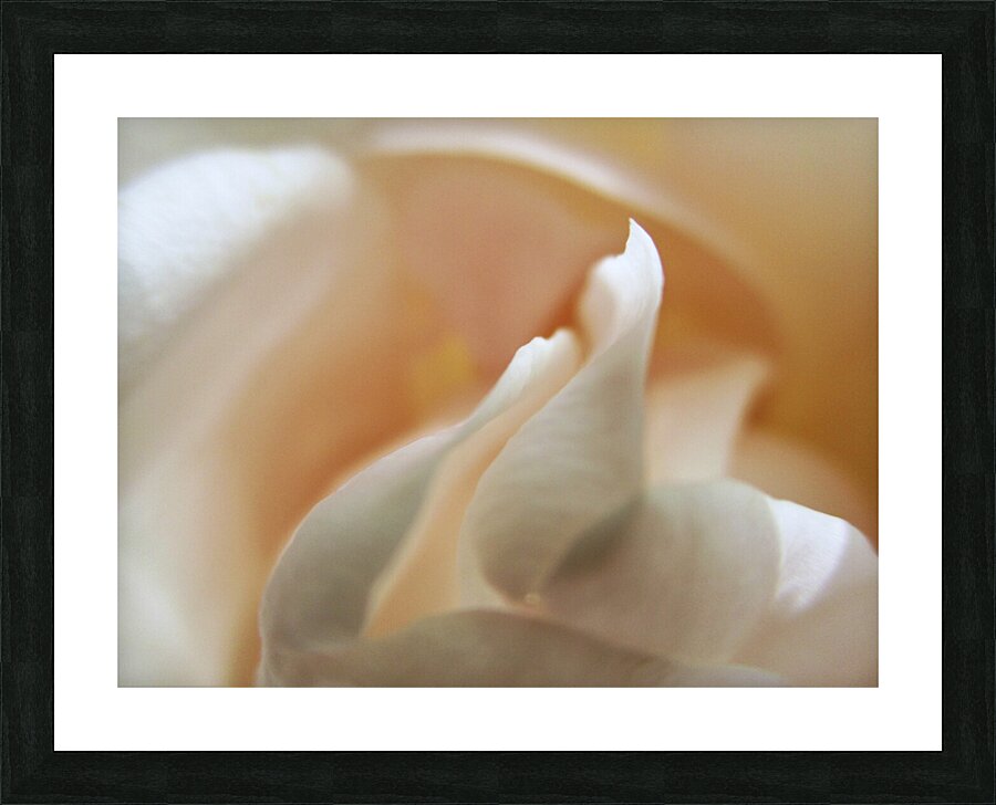 Petal Dance Picture Frame print