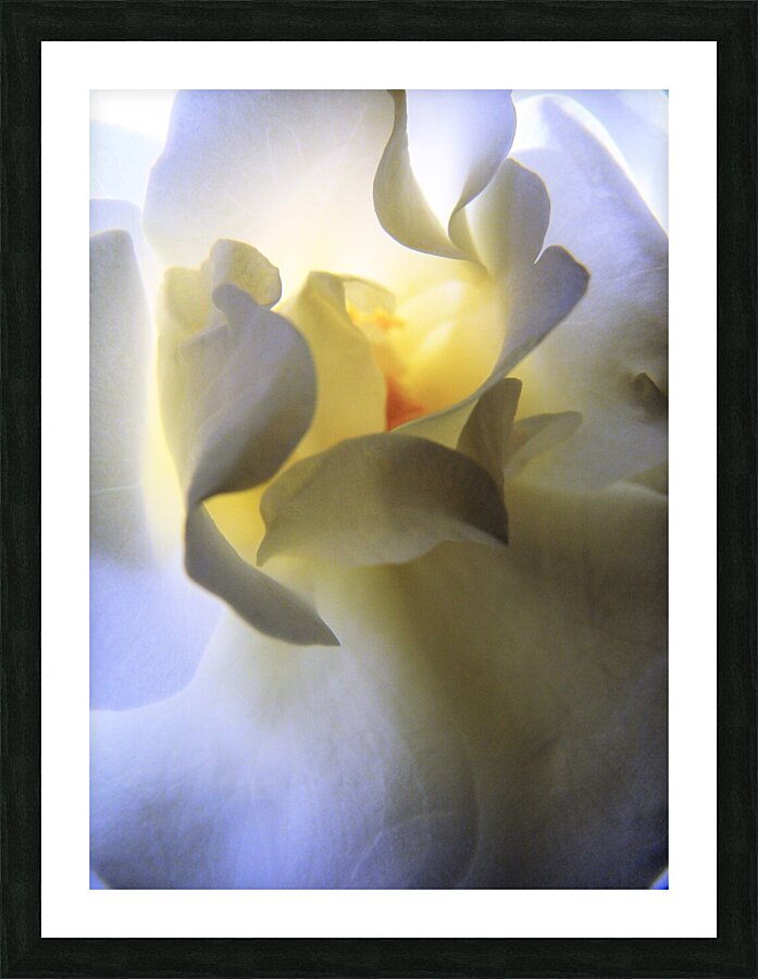 Pastel Rose Picture Frame print