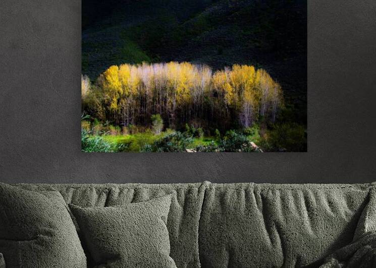 Autumn Poplars by Arjan Bogaers