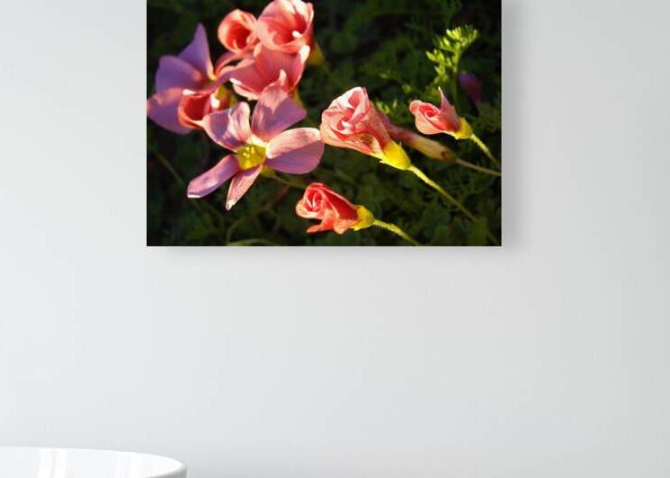 Oxalis Family by Arjan Bogaers