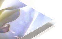 Pastel Rose HD Metal print