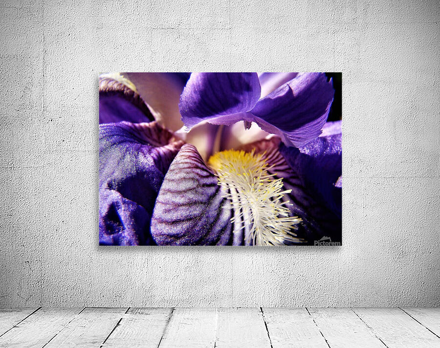 Iris Wall Preview