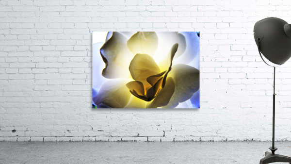 Rosa Illuminata Wall Preview