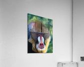 Blue Baboon Impression acrylique