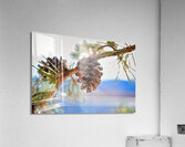 Smith Mountain Lake Pine Cone Acrylic Print