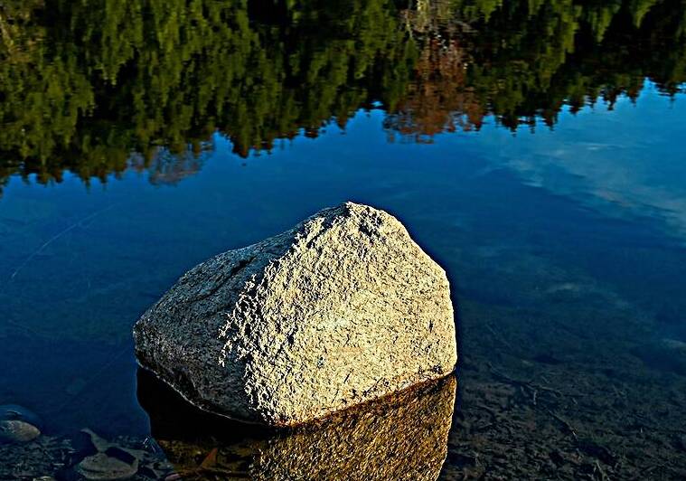 Rock in Chicago Bog Cortland NY  Lime Hollow Nature Center Finger Lakes Region by Mark Barrett Photography