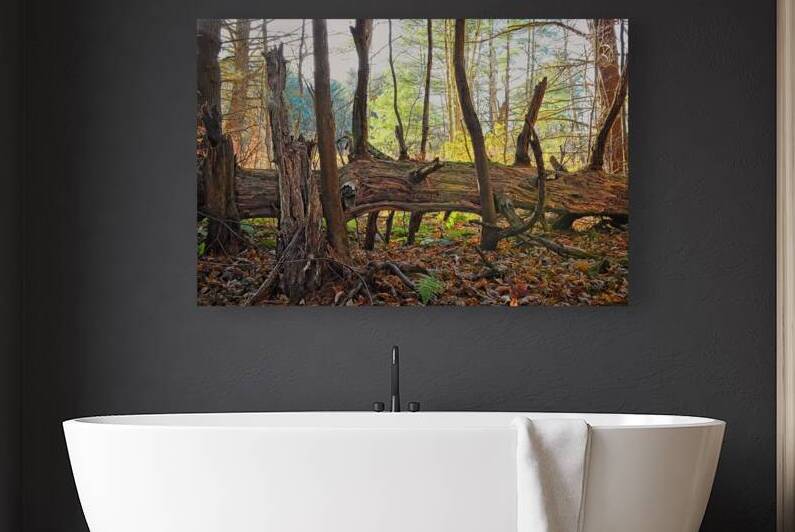 Lonely Log in Forest Lime Hollow Nature Center Finger Lakes Region by Mark Barrett Photography