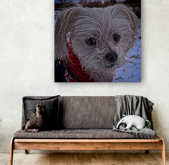 Fingerlakes Teacup Maltese - Adventures of Mr. Milo the Fingerlakes Dog by Mark Barrett Photography