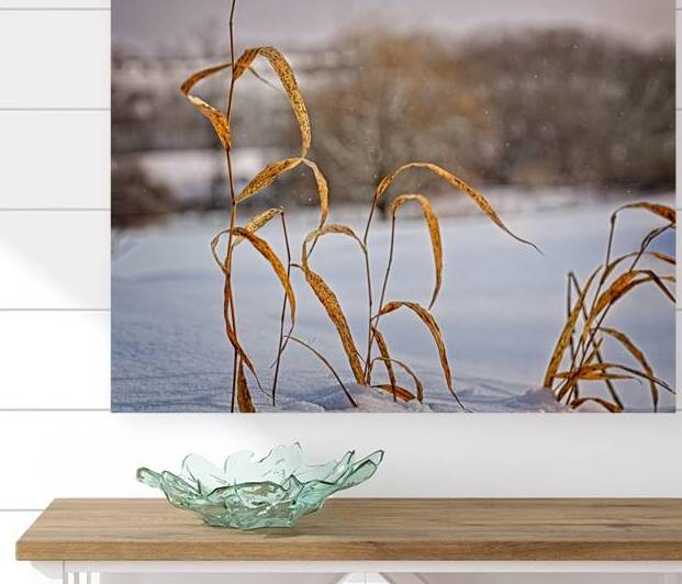 Single Blades of Grass Blowing in Cold Snow Breeze by Mark Barrett Photography