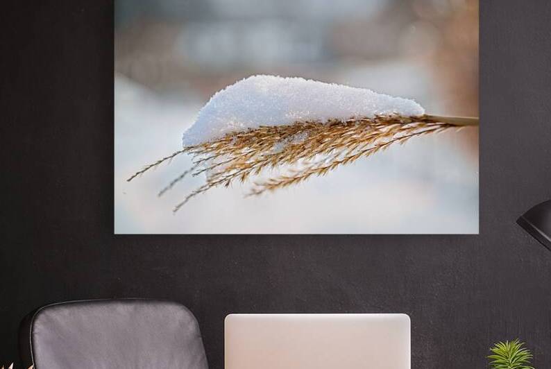 Winter Grass Glistening with Snow - Finger Lakes Artwork by Mark Barrett Photography