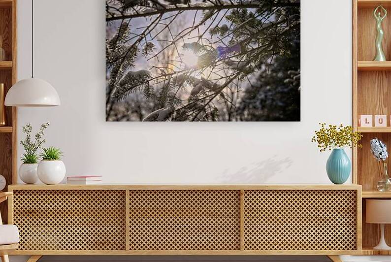 Pine Tree with sun glowing over snow covered branches - Finger Lakes Region NY by Mark Barrett Photography