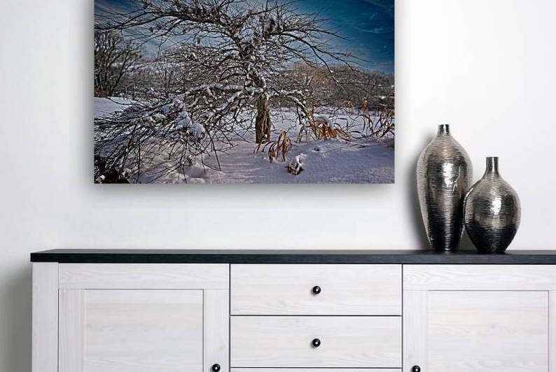 Winter tree during winter in the Finger Lakes by Mark Barrett Photography