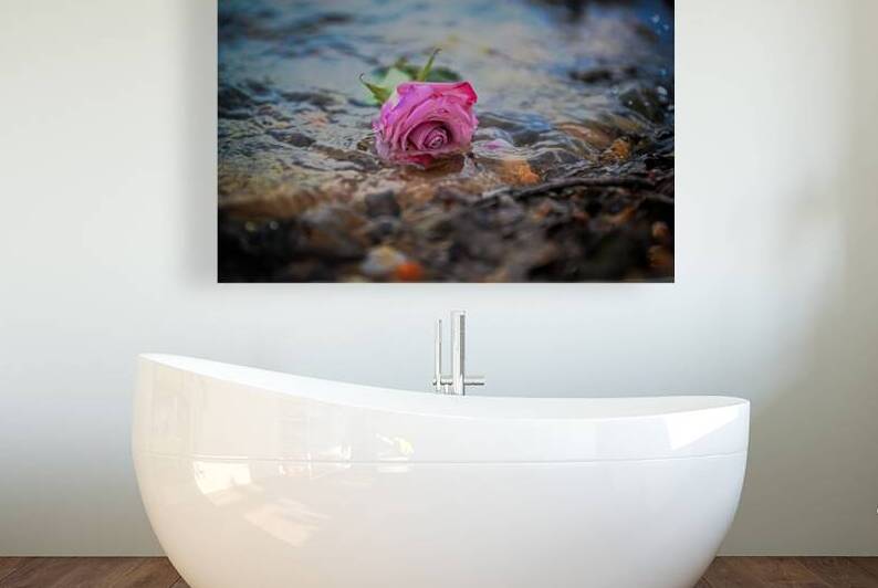 Delicate Drift of the Rose by Mark Barrett Photography