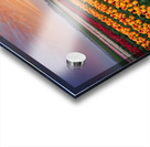 Beautiful Red and Yellow Tulips With RainDrops with sunrise   Acrylic print