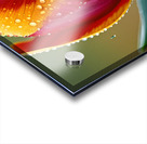 Clous-UP Beautiful Red and Yellow Tulips With RainDrops Acrylic print