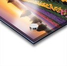 Beautiful Red and Yellow Tulips with sunrise and Clouds Acrylic print