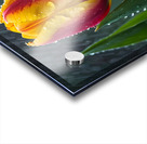 Clous-UP Beautiful Red and Yellow Tulips With RainDrops Acrylic print