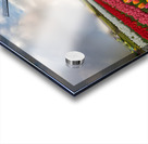 Beautiful Red and Yellow Tulips with sunrise with Windmill   Acrylic print