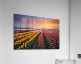 Beautiful Red and Yellow Tulips With RainDrops with sunrise   Acrylic Print