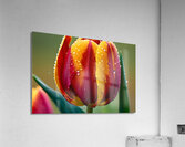 Clous-UP Beautiful Red and Yellow Tulips With RainDrops Acrylic Print