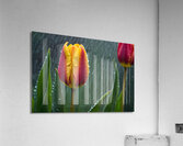 Clous-UP Beautiful Red and Yellow Tulips With RainDrops Acrylic Print