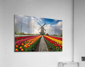 Beautiful Red and Yellow Tulips with sunrise with Windmill   Acrylic Print