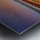 Beautiful Red and Yellow Tulips With RainDrops with sunrise   Metal print