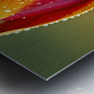 Clous-UP Beautiful Red and Yellow Tulips With RainDrops Metal print