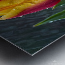 Clous-UP Beautiful Red and Yellow Tulips With RainDrops Metal print