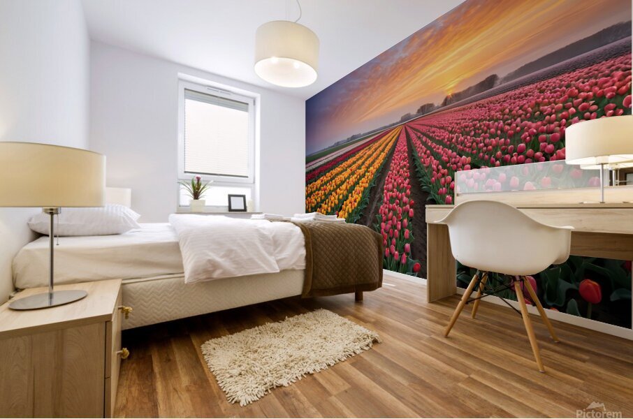 Beautiful Red and Yellow Tulips With RainDrops with sunrise   Mural print