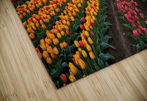 Beautiful Red and Yellow Tulips With RainDrops with sunrise   MOHAMMED SALEM ALGHAMDI puzzle